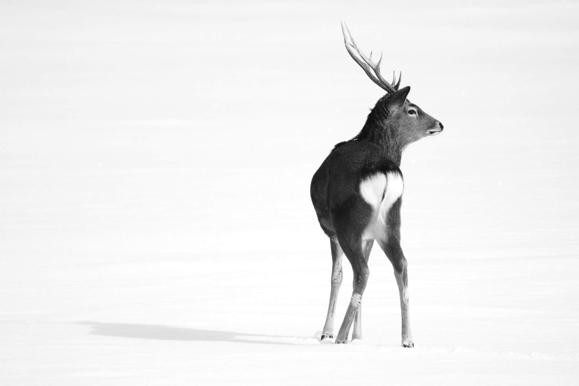 11.Cosmos-LeslieSobaga-Tellurique